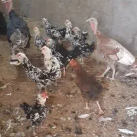 مرغ و بوقلمون