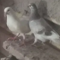کفتر پلاکی