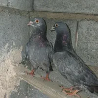 کفتر|پرنده|میناب, |دیوار