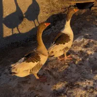 یک جفت غاز محلی نر و ماده