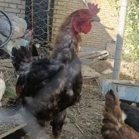 خروس وعوض میکنم