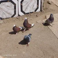 کبوتر