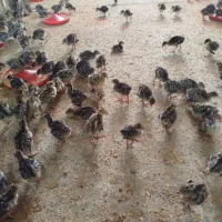 جوجه بوقلمون برنز یک هفته شونه