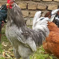 مرغ و خروس گلین و محلی
