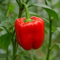 کشاورزی و باغبانی گلخانه فلفل دلمه رنگی