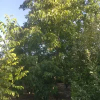 فروش-باغچه-شهر-فاروق