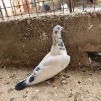 تکپر ساعتی بازی دار