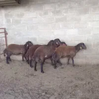 بره قوچ همو هترو (با برگه آزمایشگاه)