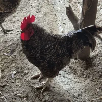 خروس امورک