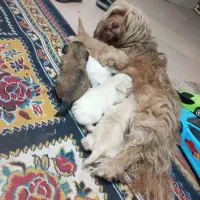 سگ شیتزو چشم رنگی