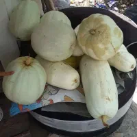 کدو سفید بزرگ