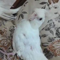 جوجه عروس هلندی