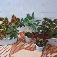 حسن یوسف و چند نوع گل