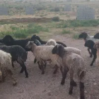شیشک.بره.بز.میش