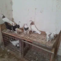 جوجه طوقی