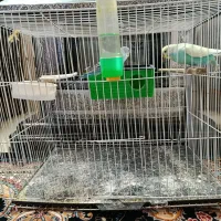 مرغ عشق