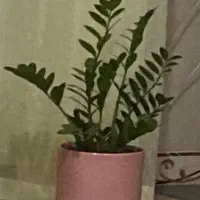 کاشت برنج و