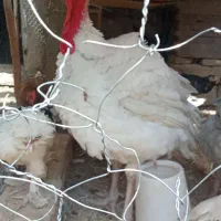 بوقلمون سفیدگوشتی