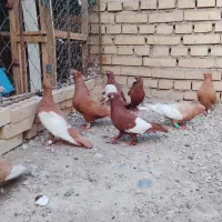 رنگی|پرنده|دزفول, |دیوار