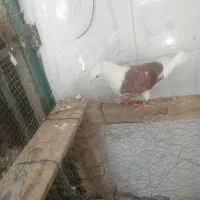 کبوتر دوکت