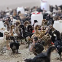جوجه محلی درجه ۱