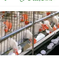 مرغ تخم گذار