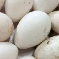 تخم مرغ بوقلمو