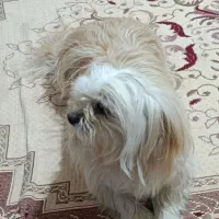 سگ شیدزو پا کوتاه