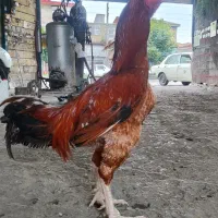 خروس لاری