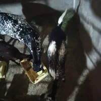 یک عدد کهر دوزه آبستن دوماه