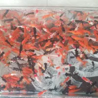 ماهی قرمز بادامی. گلدفیش آکواریوم