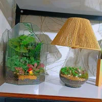 تراریوم مناسب کادو