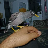 شاه تخم با قفس درحال بلغور کلمات