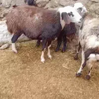 فروش‌۳عدد‌گوسفندبادوبره