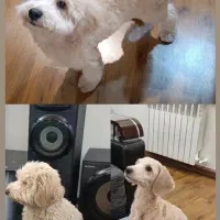 پودل