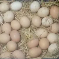 تخم مرغ محلی نوطفه دار