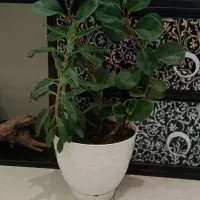 گل وگیاه طبیعی