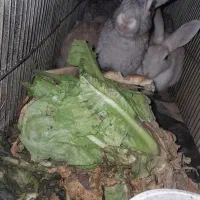 خرگوش