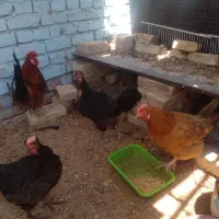 مرغ تخم گذار وخروس جوان