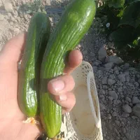 سلام خیار چین دوم بسیار عالی قلمی تازه