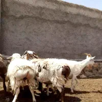 بره نر محلی دورگ چاق گوسفندباگوشت ارگانیک