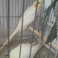 سه عدد عروس هلندی