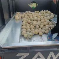 طالبی شیرین عسل رماوند.رومشکان