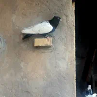کبوتر