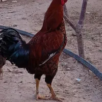 لاری اصل