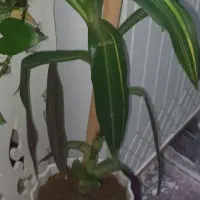 گل طبیعی|گل و گیاه طبیعی|پاکدشت, خاتون آباد|دیوار