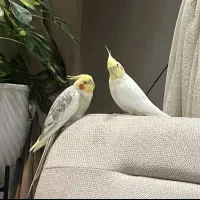 عروس هلندی