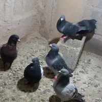 کبوتر|پرنده|مرودشت, دولت آباد|دیوار