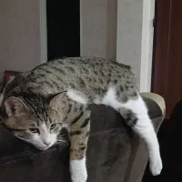 گربه ی خاکستری سفید
