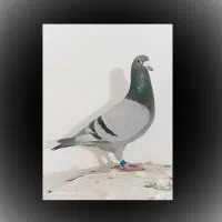 پلاکی کبوتر«نر»